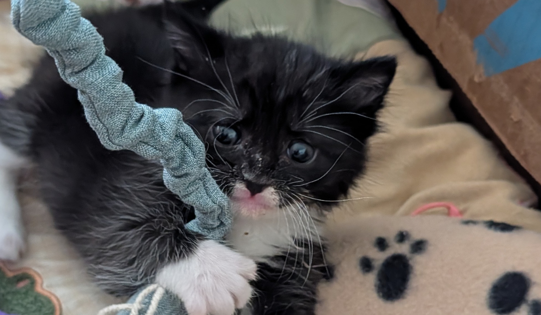 Gumbo’s Story: A Foster Success