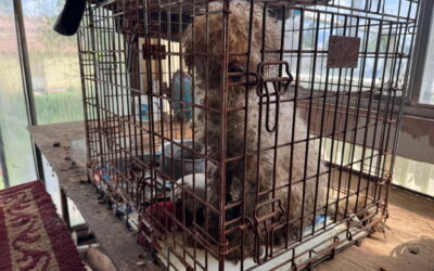 Five Dogs Rescued from Hoarding Begin Their Recovery at LCHS